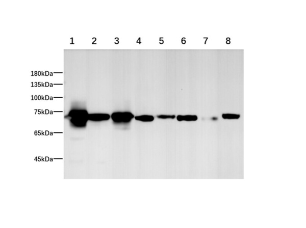 HSPA1A Polyclonal Antibody (AN007040L)