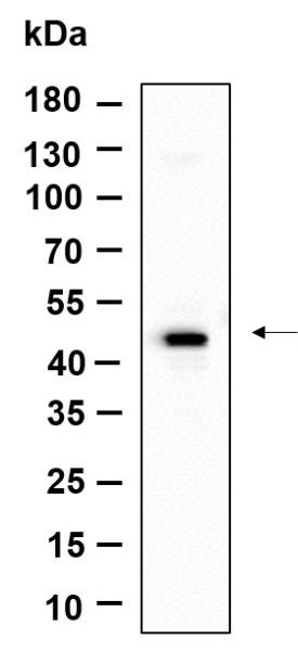 Recombinant GPR182 Monoclonal Antibody (AN301206L)