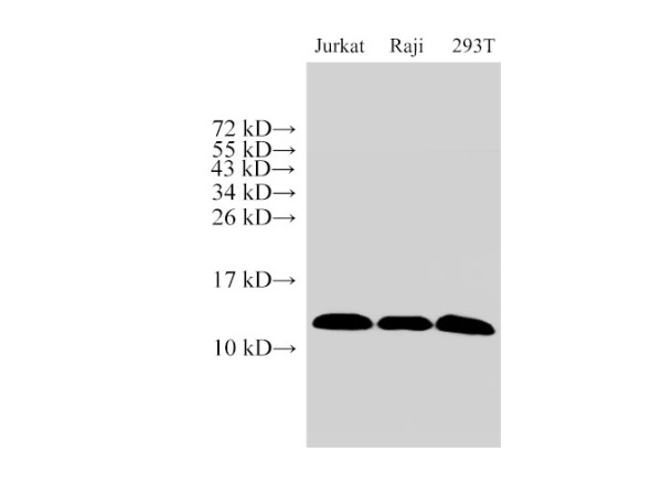 MIF Polyclonal Antibody (E-AB-40456)