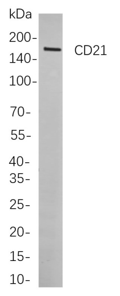 Recombinant CD21 Monoclonal Antibody (AN300929L)