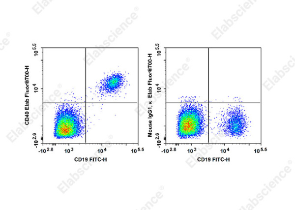 Elab Fluor® 700 Anti-Human CD40 Antibody[G28.5] (E-AB-F1214M1)