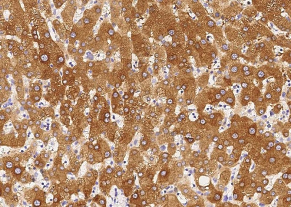 Recombinant chordin Monoclonal Antibody (AN300295P)