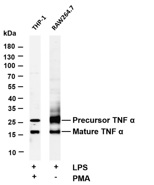 Recombinant TNF α Monoclonal Antibody (AN300877L)