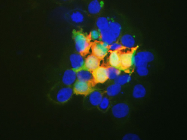 Elab Fluor® 594-conjugated HA-Tag Monoclonal Antibody (AN00301Y)