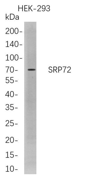 Recombinant SRP72 Monoclonal Antibody (AN300783L)