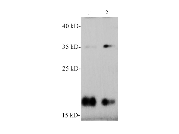SNCα/α-Synuclein Polyclonal Antibody (E-AB-40579)
