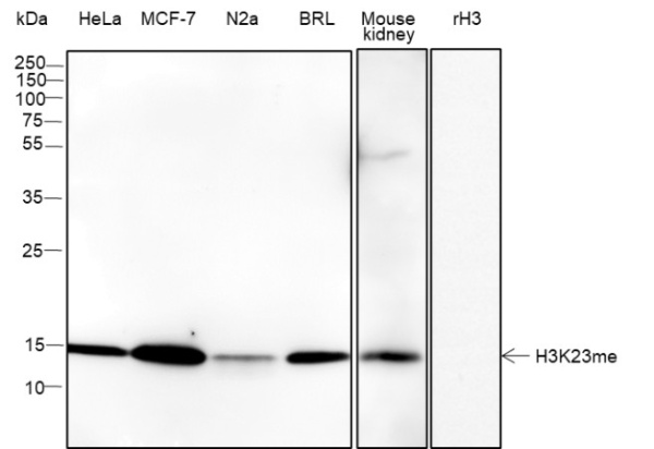 Recombinant Histone H3 (Mono Methyl Lys23) Monoclonal Antibody (AN302111L)