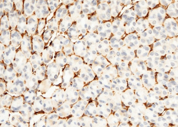Recombinant CD34 Monoclonal Antibody (AN300538P)
