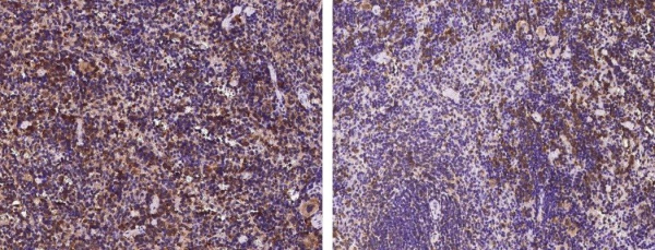 Recombinant SLAMF8 Monoclonal Antibody (AN300540P)
