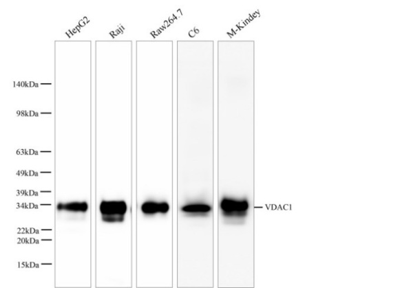 VDAC1 Monoclonal Antibody (AN005380L)
