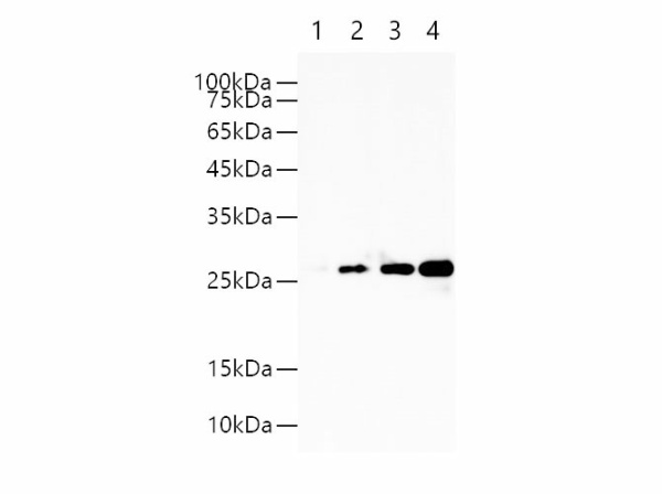 GST-Tag Monoclonal Antibody (E-AB-48006)