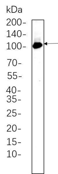 Recombinant PI3 Kinase Class 3 Monoclonal Antibody (AN300641L)