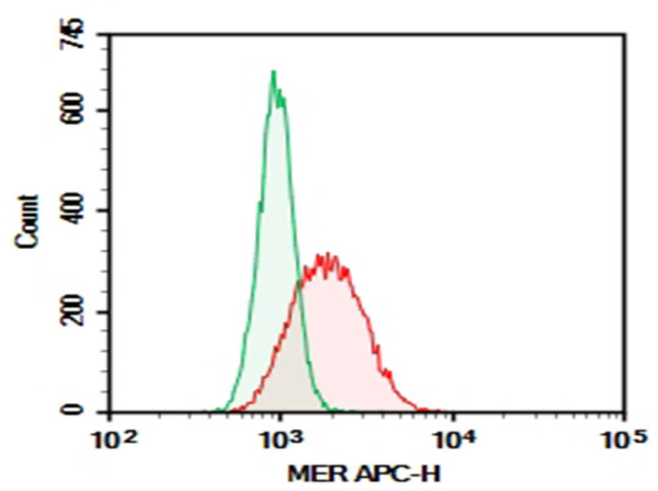 Purified Anti-Human MER Antibody[590H11G1E3] (AN009450P)