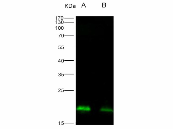 Anti-Ebola virus EBOV(Sudan ebolavirus, strain Gulu) Nucleoprotein/NP Monoclonal Antibody (E-AB-V1138)