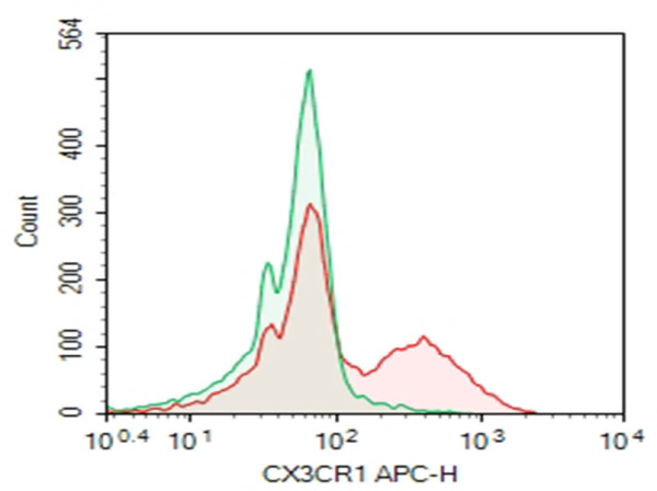 Purified Anti-Human CX3CR1 Antibody[2A9-1] (AN010350P)
