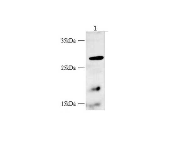 BBC3 Polyclonal Antibody (E-AB-40332)