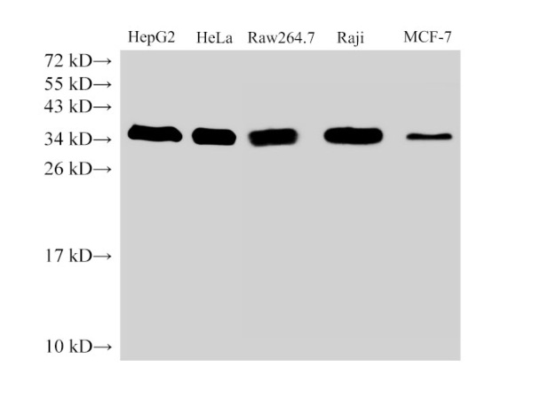 PCNA Polyclonal Antibody (E-AB-40413)