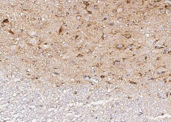 Recombinant Neurexophilin-1/NXPH1 Monoclonal Antibody (AN300582P)