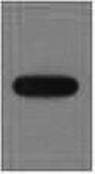 EYFP Monoclonal Antibody (E-AB-22092)