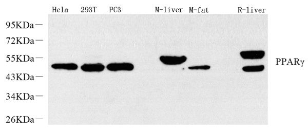 PPARG Polyclonal Antibody (E-AB-70309)