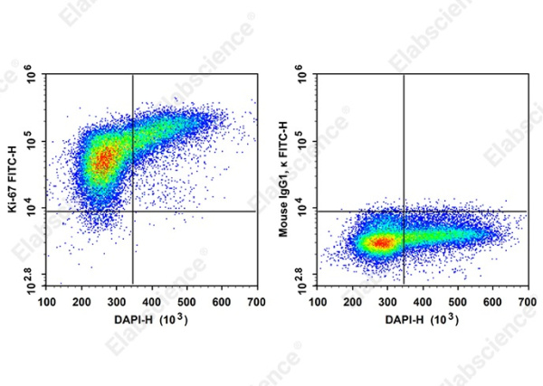 FITC Anti-Human Ki-67 Antibody[3B7] (AN00540C)