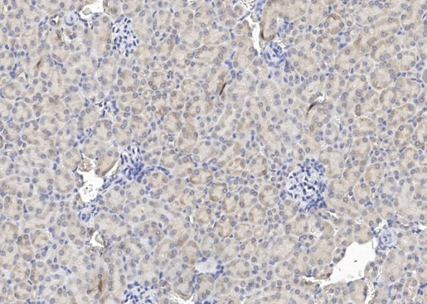 Recombinant Erythropoietin Monoclonal Antibody (AN300571P)