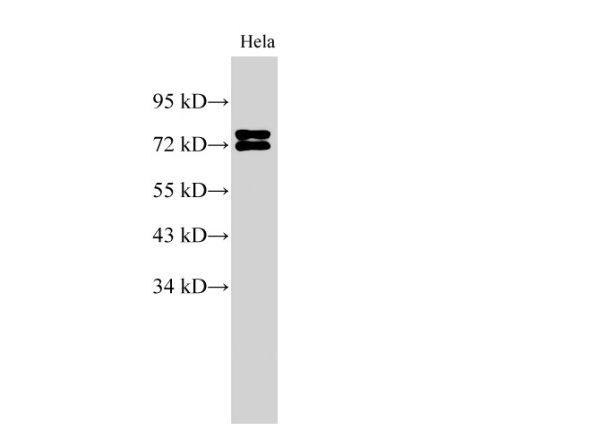 LMNA Polyclonal Antibody (D-AB-10192L)