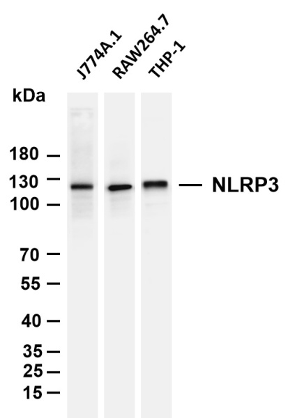 Recombinant NLRP3 Monoclonal Antibody (AN301382L)