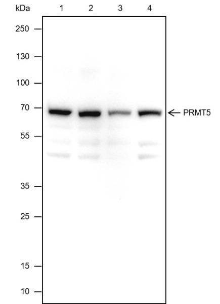Recombinant PRMT5 Monoclonal Antibody (AN301635L)