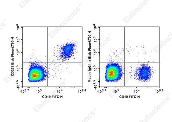 Elab Fluor® 700 Anti-Human CD268 Antibody[11C1] (AN00316M1)