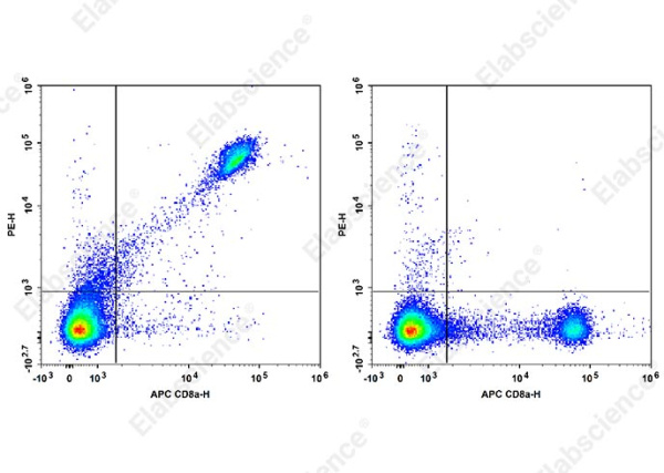 PE Anti-Mouse CD8b.2 Antibody[53-5.8] (AN00564D)