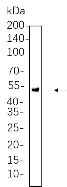 Recombinant Chk1 Monoclonal Antibody (AN300790L)