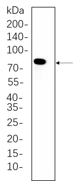 Recombinant PKC δ Monoclonal Antibody (AN300814L)