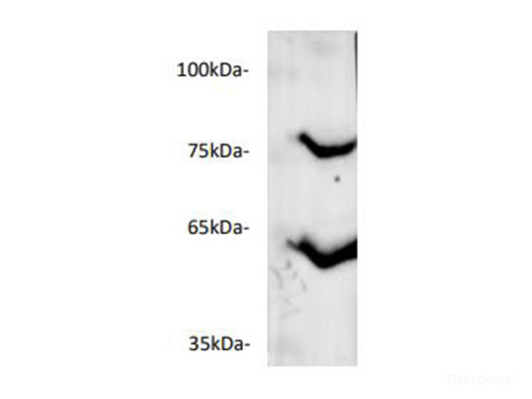 ANGPTL3 Polyclonal Antibody (E-AB-40537)