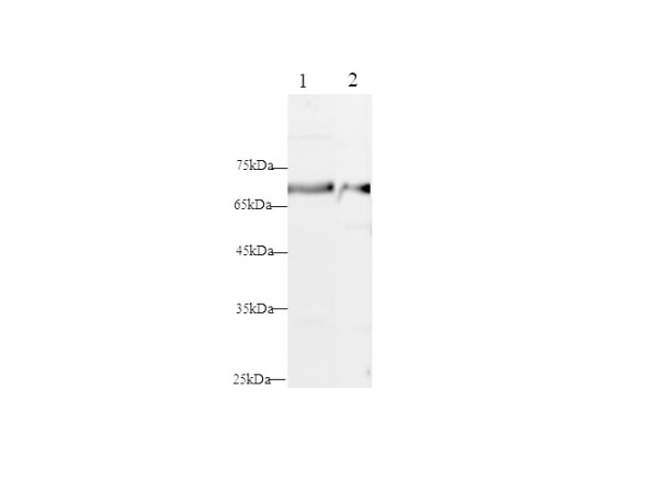 ELN Polyclonal Antibody (D-AB-10401L)