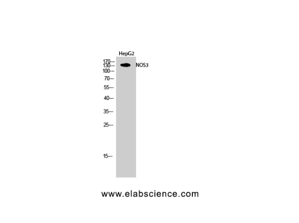 NOS3 Polyclonal Antibody (E-AB-32267)