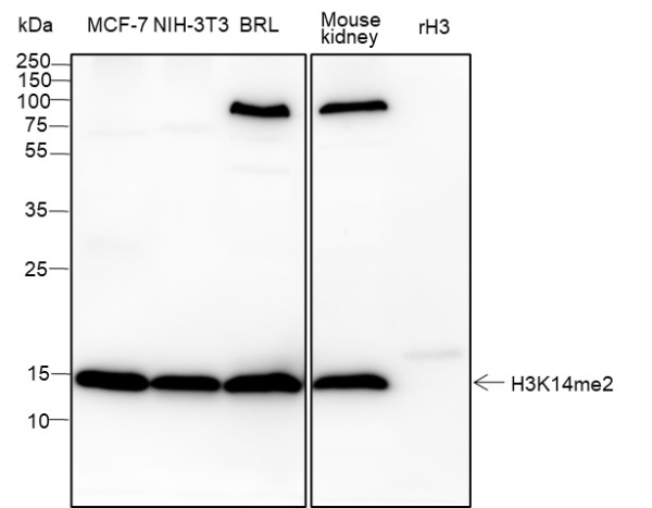 Recombinant Histone H3 (Di Methyl Lys14) Monoclonal Antibody (AN302108L)