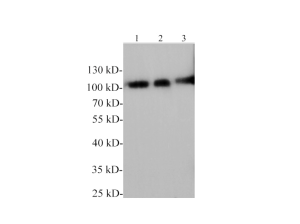 ICAM-1 Polyclonal Antibody (E-AB-40590)