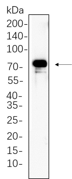 Recombinant p90RSK Monoclonal Antibody (AN300701L)
