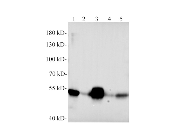 Desmin Polyclonal Antibody (E-AB-40571)