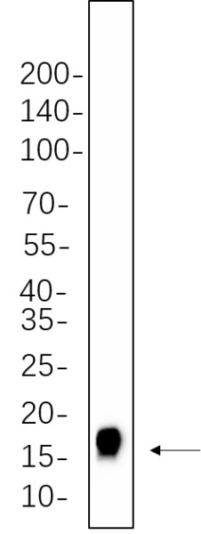 Recombinant Histone H3 (Tri Methyl Lys27) Monoclonal Antibody (AN300666L)