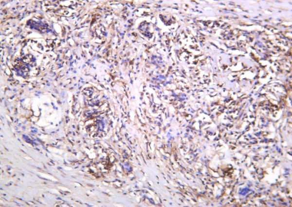 Recombinant Thioredoxin Monoclonal Antibody (AN301254L)