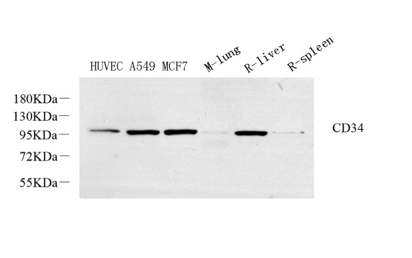 CD34 Polyclonal Antibody (E-AB-70337)