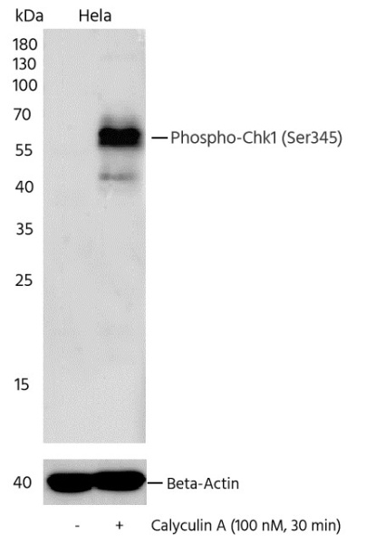 Recombinant Phospho-Chk1 (Ser345) Monoclonal Antibody (AN300370L)