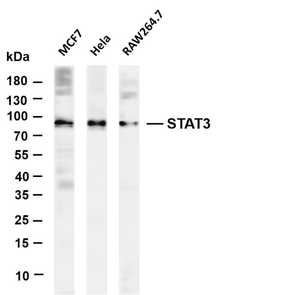 Recombinant STAT3 Monoclonal Antibody (AN300851L)