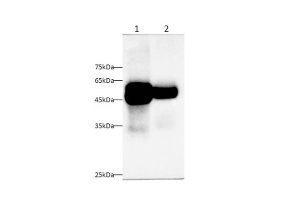 Pancreatic Lipase/PTL Polyclonal Antibody (AN007000L)
