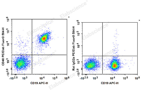 PE/Elab Fluor® 594 Anti-Mouse CD40 Antibody[FGK4.5/FGK45] (E-AB-F1028UP)