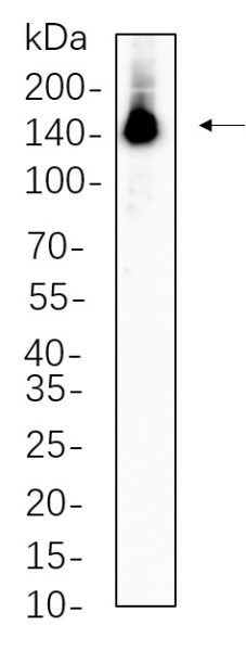 Recombinant Phospho-ULK1 (Ser757) Monoclonal Antibody (AN300659L)