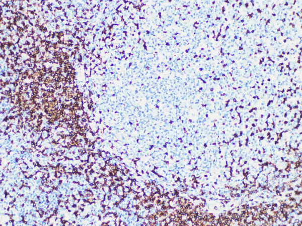 CD3 Monoclonal Antibody (ELAB6612-R)