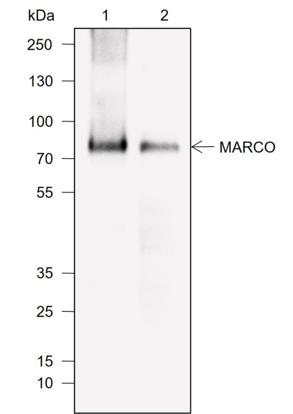 Recombinant MARCO Monoclonal Antibody (AN302004L)